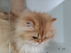 -十月米努特矮脚猫舍