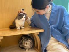 -飞行喵MR PILOT|猫舍·猫咖(静安大融城店)