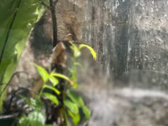 -Kinnaree by Vanessa WU