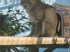 -青藏高原野生动物园