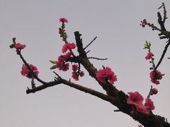 -南国桃园旅游度假区