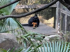 -广州长隆野生动物世界