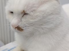 -纳吉亚猫专科动物医院·北北分院