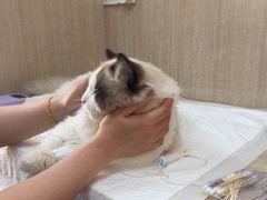 -北京观赏动物医院·24小时大型综合·猫专科·异宠专科