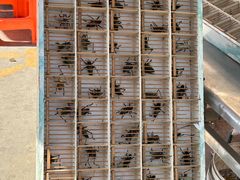 -中环花鸟鱼虫市场