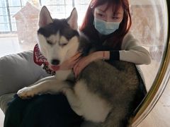 -Husky Go! 哈士奇体验馆·宠物咖啡厅狗咖