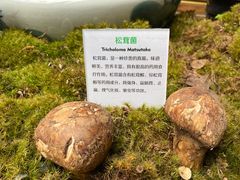 -蔼若春.传承三十年云南菜(金碧公园店)