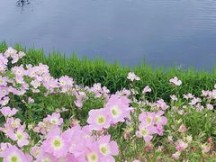 -洋湖国家湿地公园