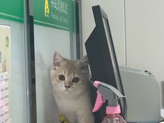 -半岛宠物医院24小时(科华中路店)