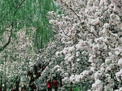 -海棠花溪(元大都城垣遗址公园)