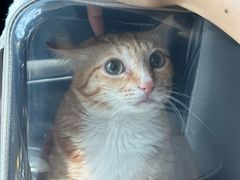 -瑞派旺宝宠物医院·犬猫全科综合·尿道专科(莲兴院)