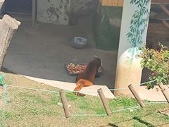 -青藏高原野生动物园