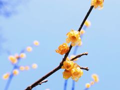 -梅花山(明孝陵内)