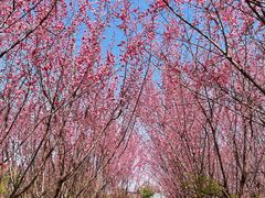 -汉长安城未央宫国家考古遗址公园