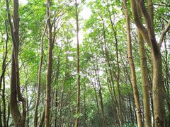 -火炉山森林公园