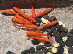 -汤家茗苑·精致私房菜(白沙店)