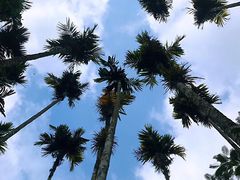 -海南槟榔谷黎苗文化旅游区
