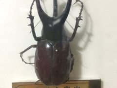 -上海昆虫博物馆