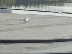 -南翔镇银翔湖公园