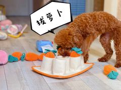 -多乐狗狗宠物训练工作室
