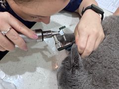 -佩兹宠物医院肿瘤专科·眼科·牙科(黄浦店)