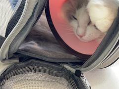 -佳雯宠物医院(四明中路分院)