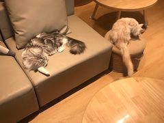 -猫腻·猫咖·撸猫馆(星光大道店)