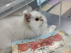 -瑞派天使宠物医院·神经外科·骨科·核磁(洛川中路店)