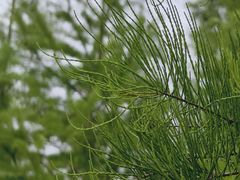 -昆山城市生态森林公园