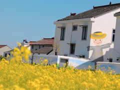 -桑洲油菜花景区