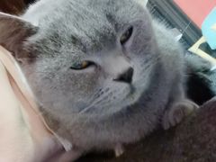 -猫色咖啡·猫咖