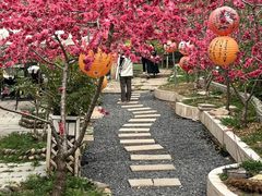 -桃源山庄·水蜜桃采摘·柴火鸡·烧烤团建(龙泉山店)