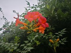 -桃花岛景观公园