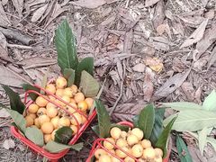 -塘栖枇杷特色园区