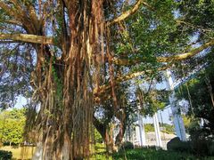 -东莞植物园