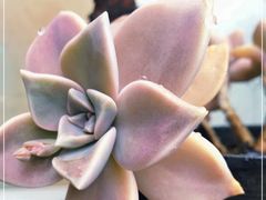 -星巴克(新达汇三林店)