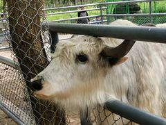 -长白岛森林公园