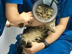 -喜多萌中农锦绣动物医院24H·猫科·牙科MRI·CT