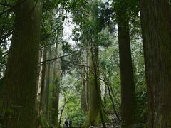 -天目山大树王景区