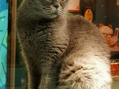 -猫小院猫主题餐厅(三里屯店)