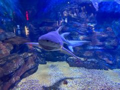 -烟台海昌鲸鲨海洋公园