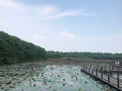 -大湾区中央湿地公园