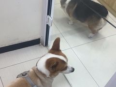 -全心全意连锁动物医院·微创中心·内科急重症·心脏专科(丰管路店)