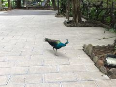 -西双版纳原始森林公园