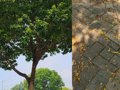 -广东中医药博物馆