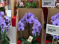 -盒马X会员店(上海森兰商都店)