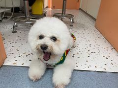 -小呆的宠物店·宠物售卖·宠物寄养(城西店)