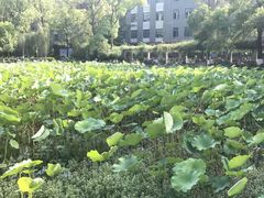 -四川大学(望江校区)