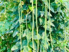 -庞各庄翠芳园西瓜蔬菜基地采摘园