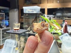 -酷以爬仙阁实体爬宠店·守宫·蜥蜴·专业繁育